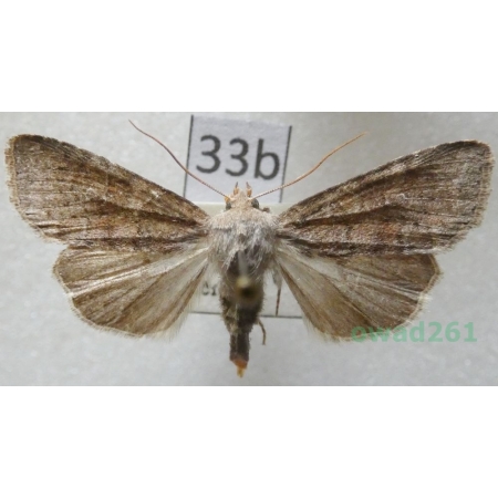 Parastichtis suspecta (Hübner, 1817) Czech33b